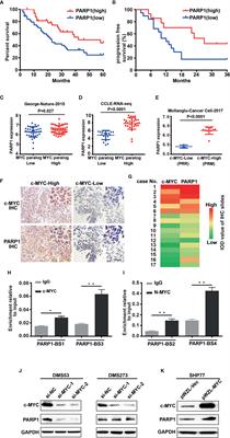 The MYC Paralog-PARP1 Axis as a Potential Therapeutic Target in MYC Paralog-Activated Small Cell Lung Cancer